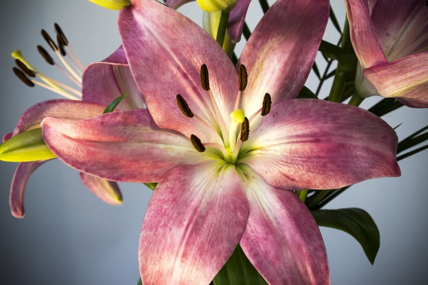 Разновидности лилий: цветы, поражающие воображение, и уход за ними