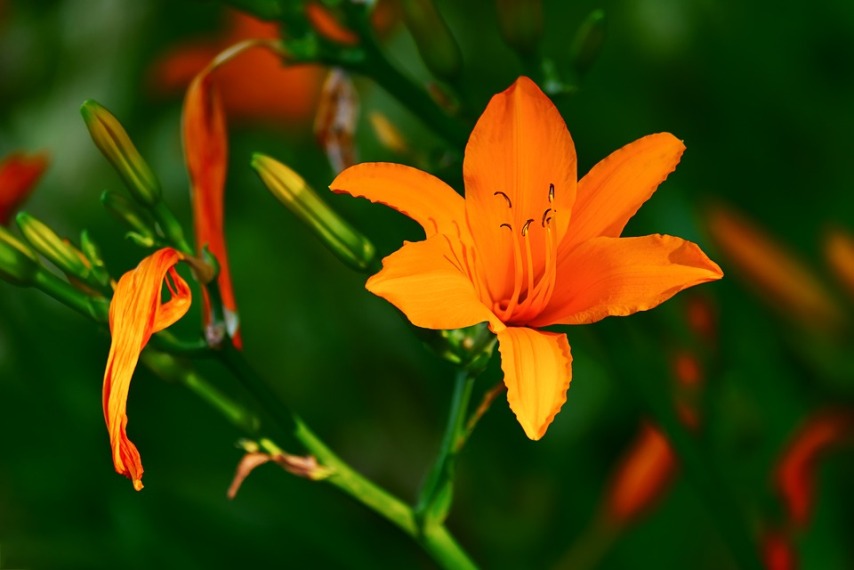 Разновидности лилий: цветы, поражающие воображение, и уход за ними