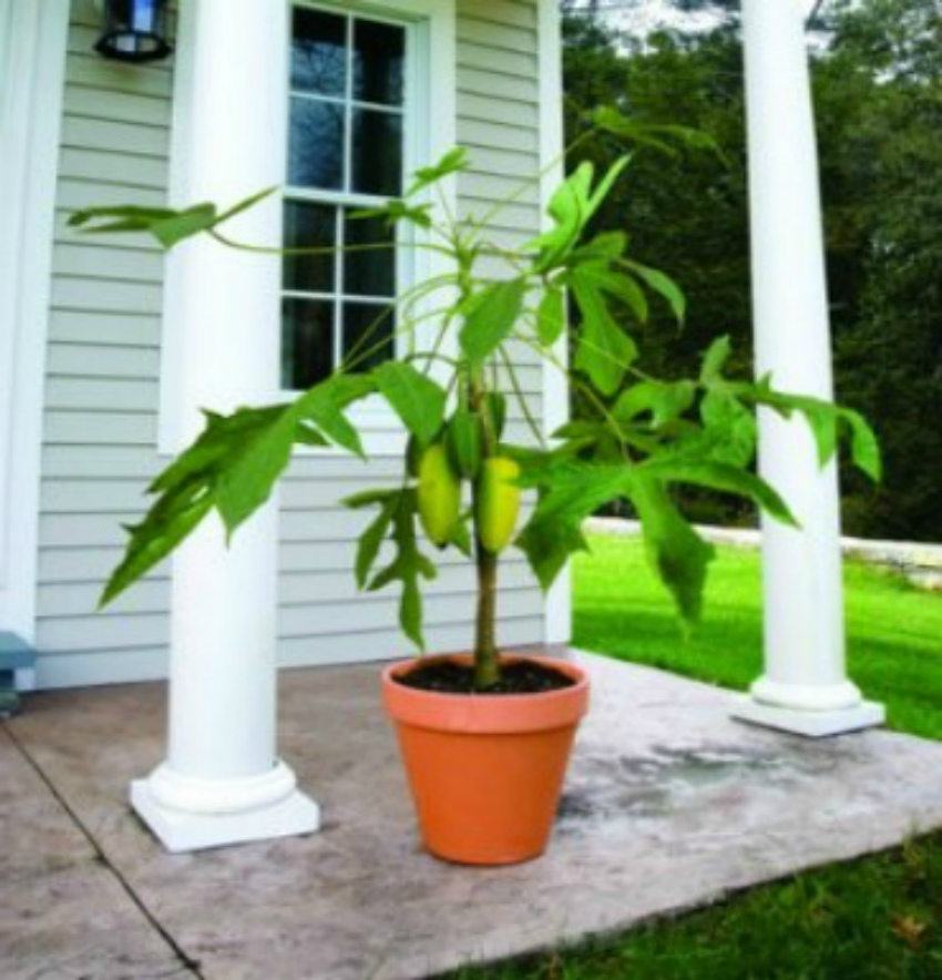 Как выращивать папайю в домашних условиях?