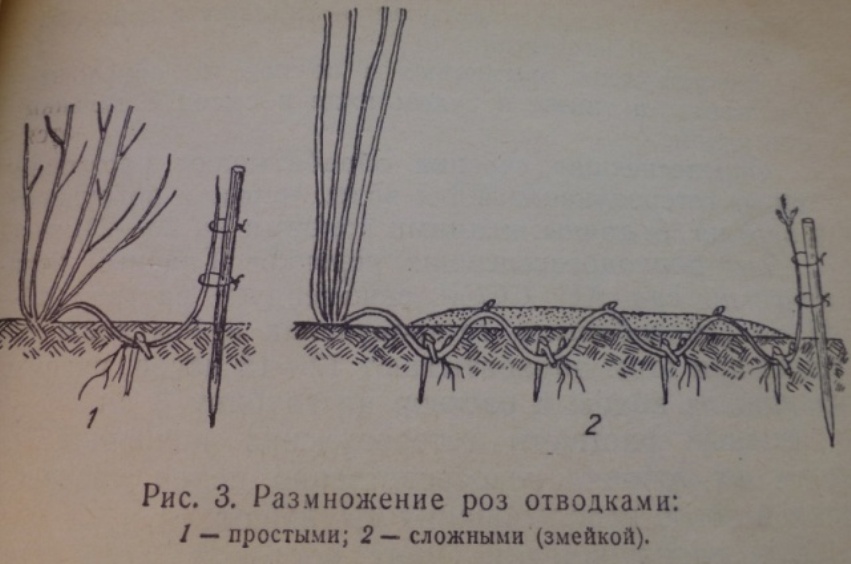 Размножение плетистой розы