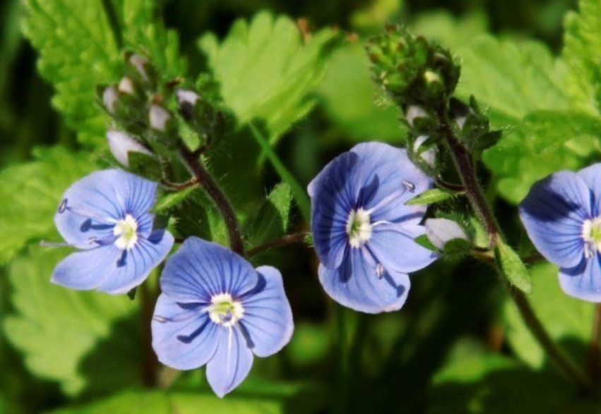 Декоративные растения с синими цветками