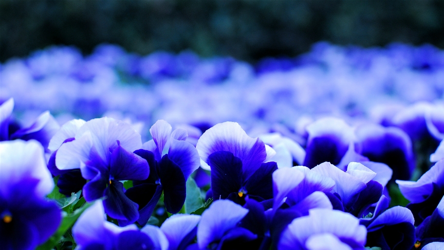 Декоративные растения с синими цветками