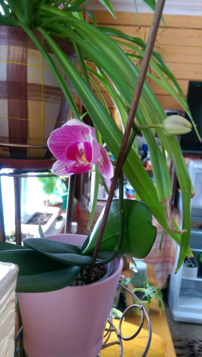 Изумительная орхидея: как порадовать себя тропическим растением
