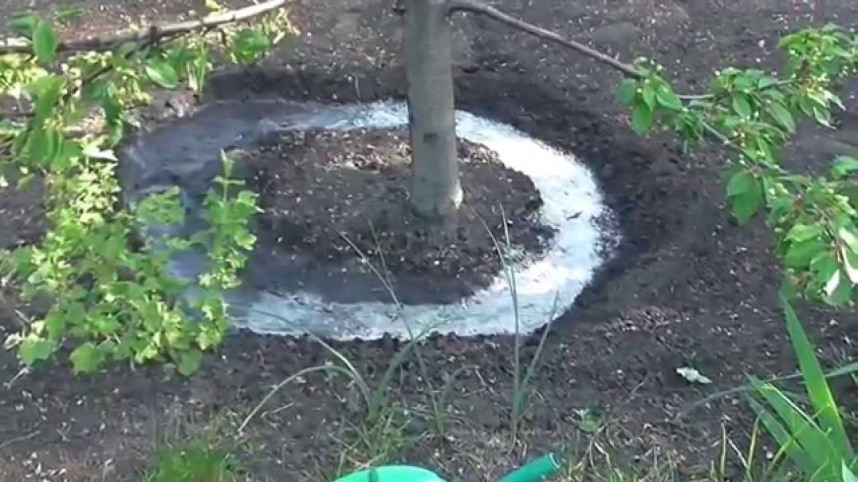 Деревья в саду: как поливать правильно