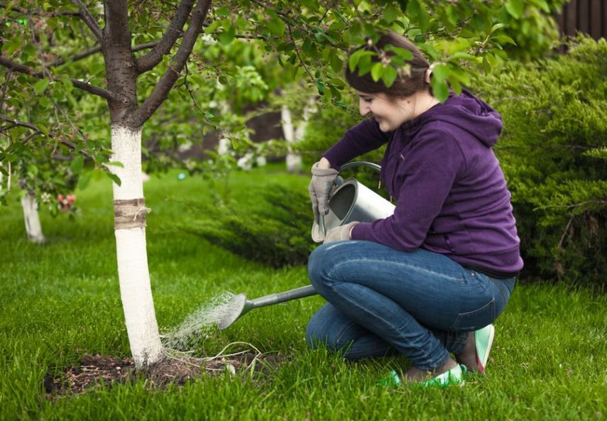 Деревья в саду: как поливать правильно
