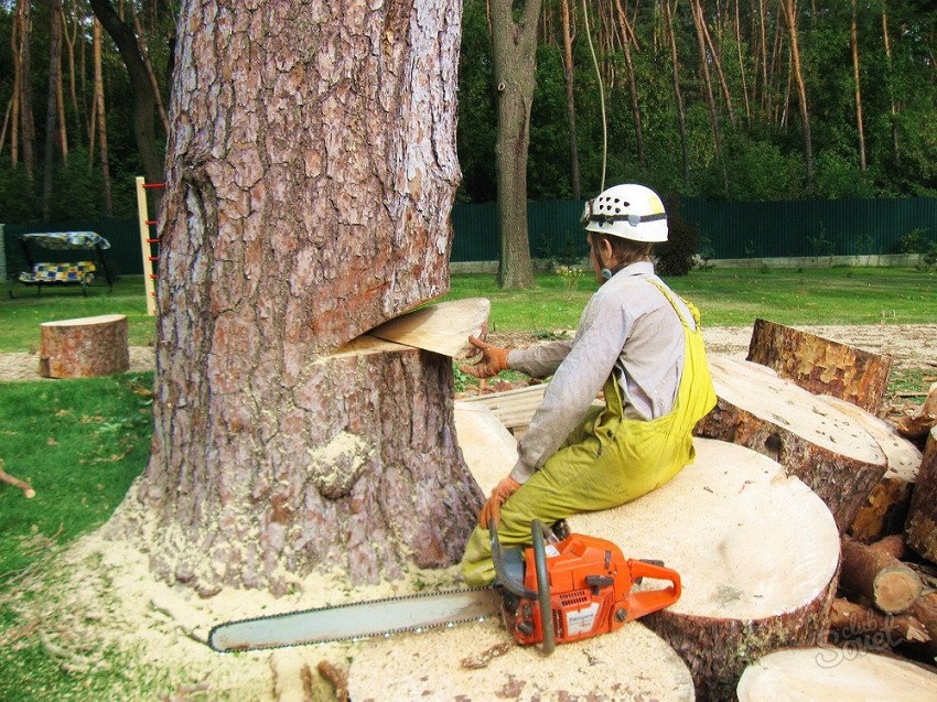 Как правильно спилить дерево