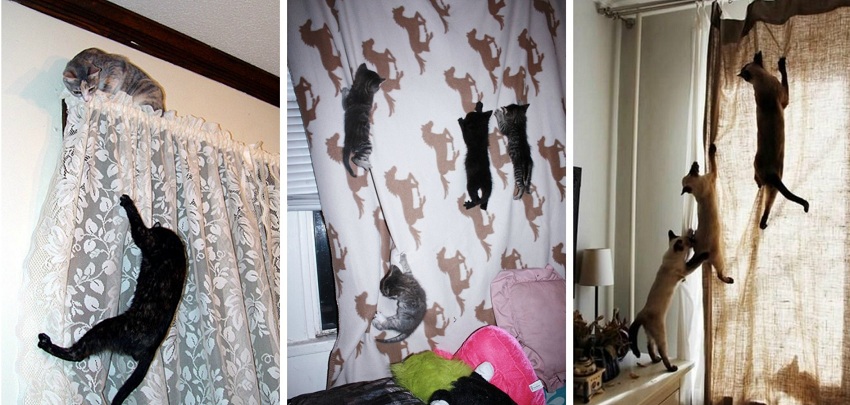 Особенности ремонта квартиры, в которой живут домашние животные