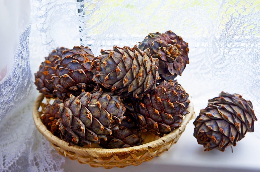 Весеннее оздоровление: кедровые орехи для еды и здоровья