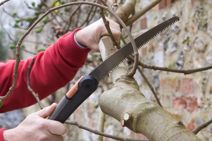 Когда обрезать деревья и как правильно это сделать